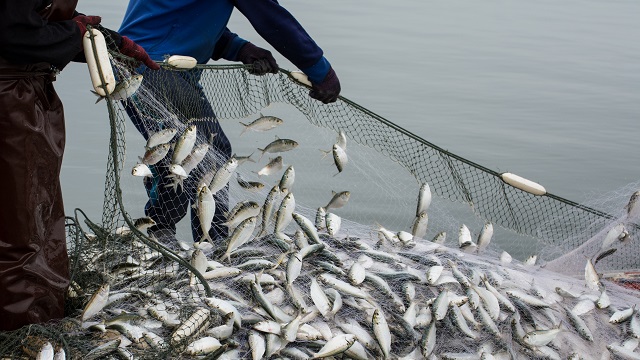 Catching a lot of fish 640x360