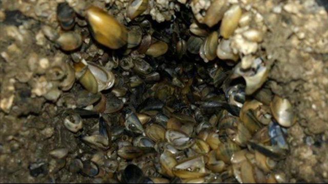 Biofouling prevention on ship