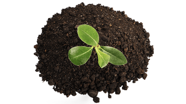 Plant in dirt