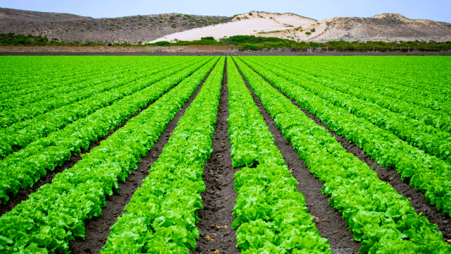 agricultural sustainability
