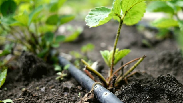 watering pipe agricultural farm 640x360