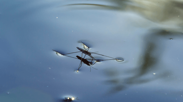 Tiny water-walking bugs provide scientists with insights on how microplastics are pushed underwater