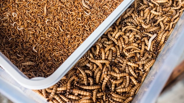 Newly_hatched_mini_sized_and_large_mealworms.jpg