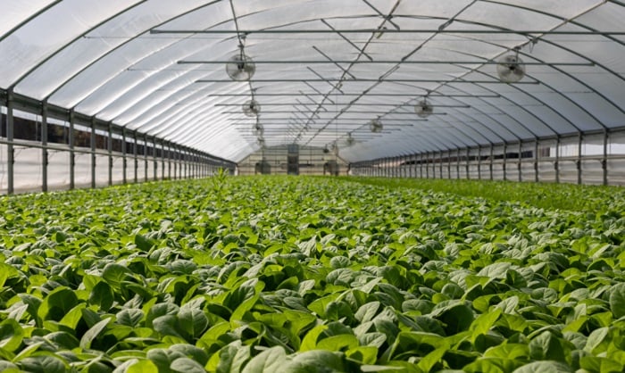 field-of-plants-in-greenhouse 700x418.jpg